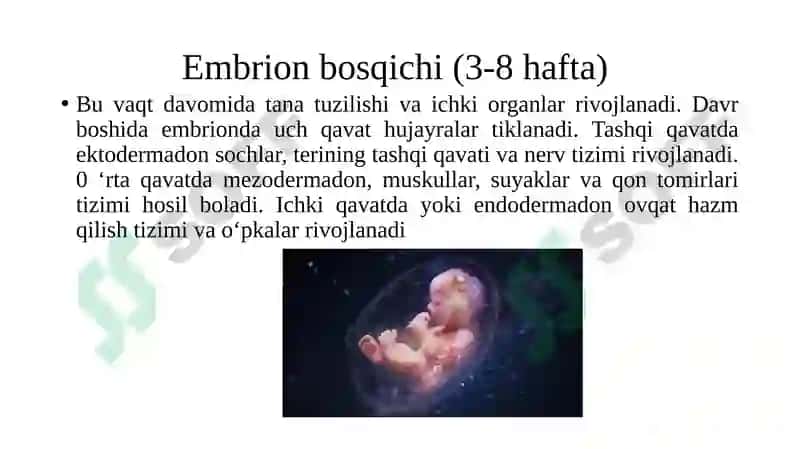 Ontogenezning ilk bosqichlari 4