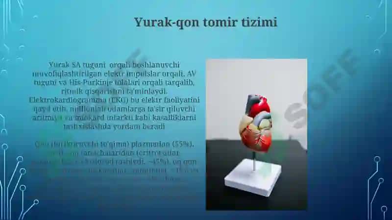 Endokrin Sistema 4