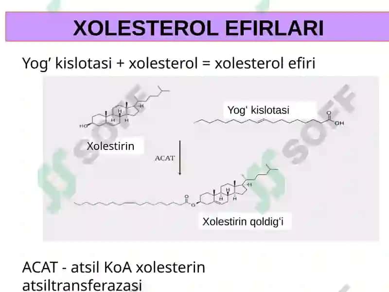 LIPIDLARNING METABOLIZMI 4