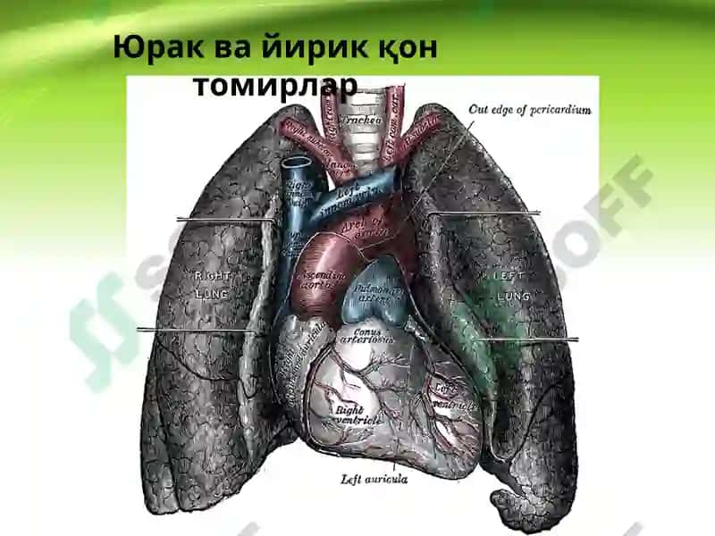Юрак, қон айланиш доиралари, юракнинг ёшга қараб ўзгариши 4