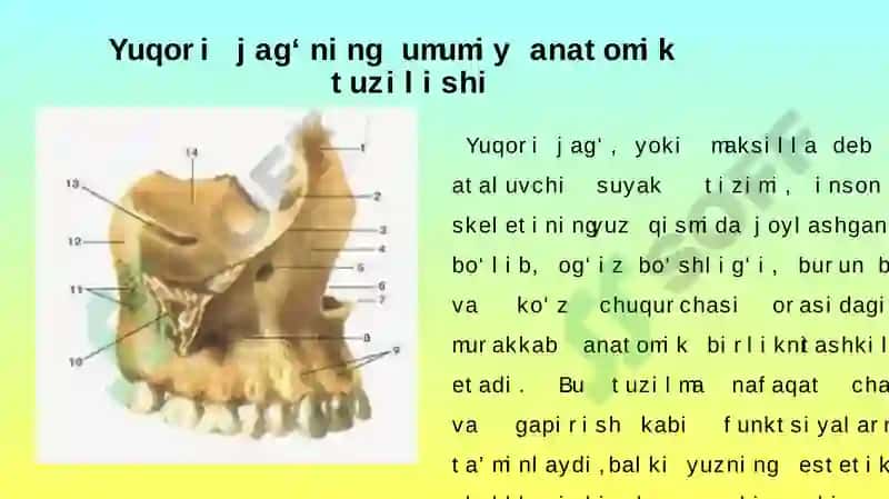 YUOQRI JAG‘ TISHLARI TUZILISHI 4