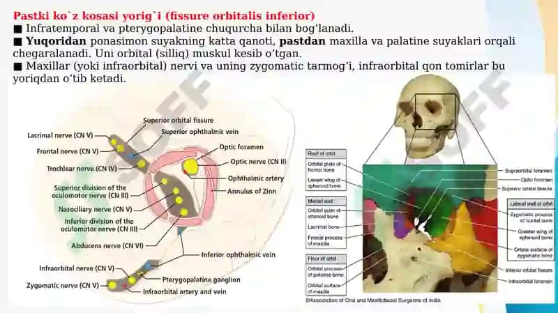 KO’Z KOSASI SUYAKLARI (OS ORBITALIS) VA NERV TAMINOTI 4