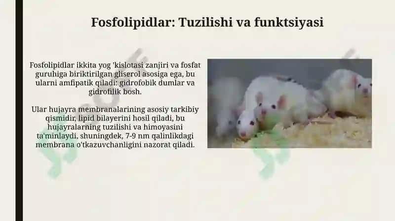Fosfolipidlar almashinuvi buzilishi 4