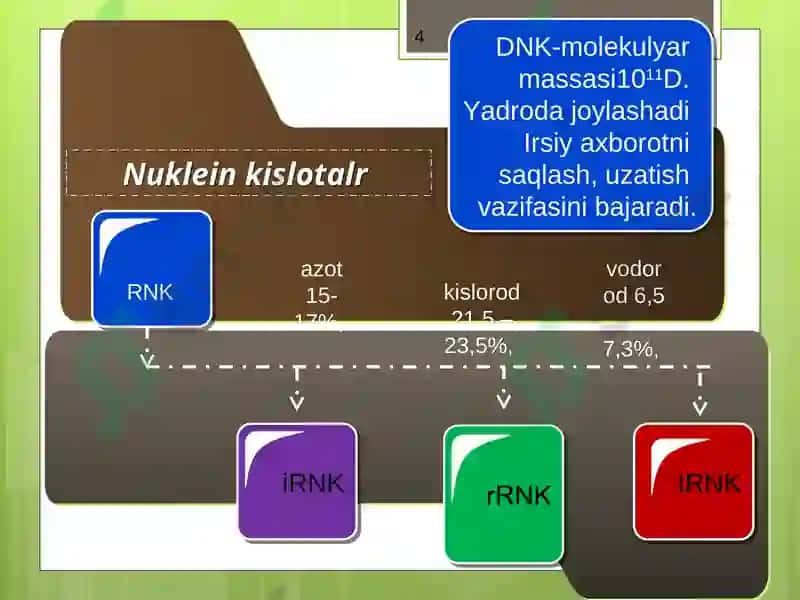 Nuklein kislotalar tuzilish va funksiyalari 4