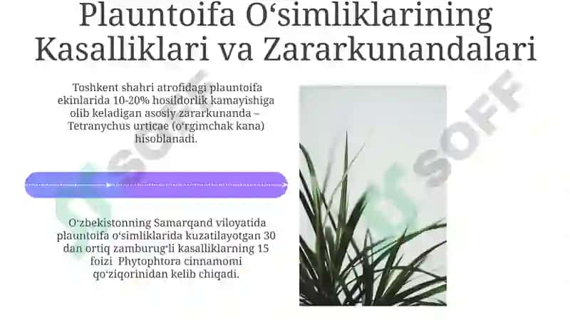Plauntoifa o'simliklar 4