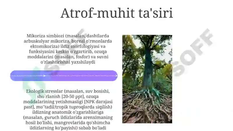 Ildiz metamorfozi 4