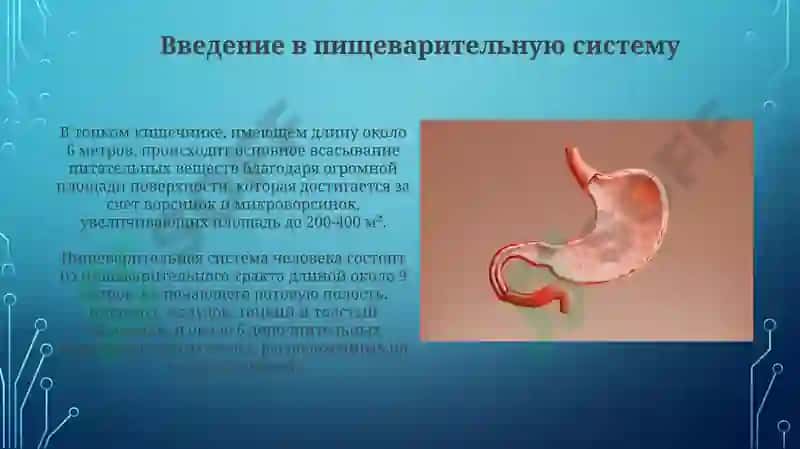 Система пищеварение 4