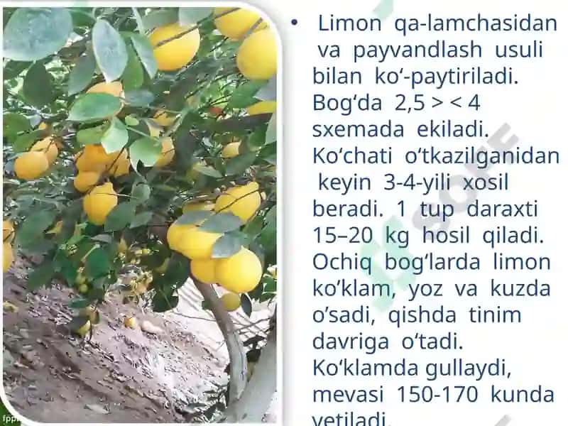 Mandarinning biologik xususiyatlari 4