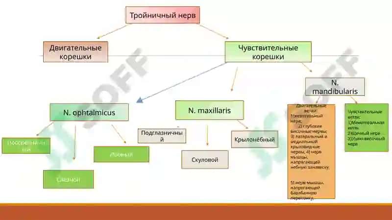 Тройничный нерв (лат. nervus trigeminus) 4