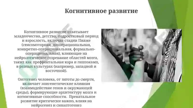 Онтофилогенетические развитие у человека 4