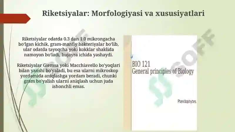 Bakteriyalarning morfologiyasi 4