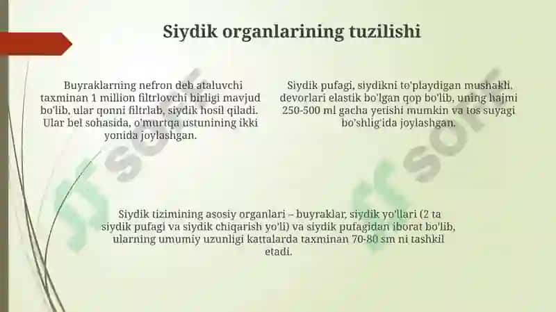 Siydik organlarining tuzilishi 4