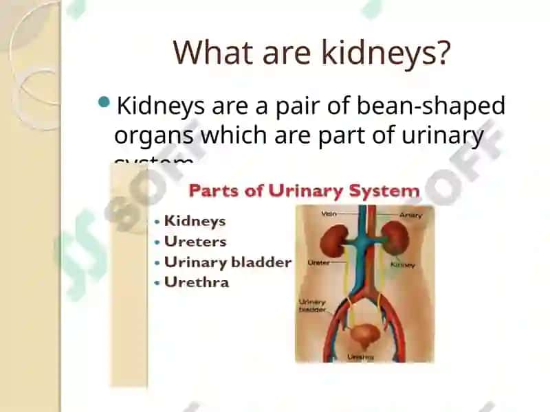 Urine Formation 4