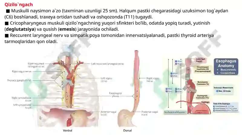 BO’YINNING CHUQUR TUZILMALARI 4