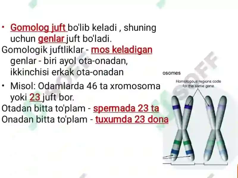 Odam Genetikasi 4
