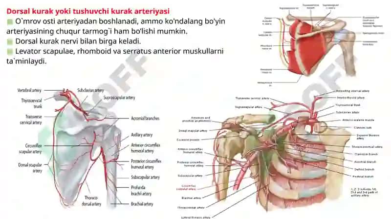 O’mrov osti arteriya tarmoqlari, Aksillar arteriya. 4
