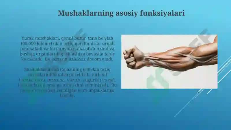 Mushaklar fiziologiyasi 4