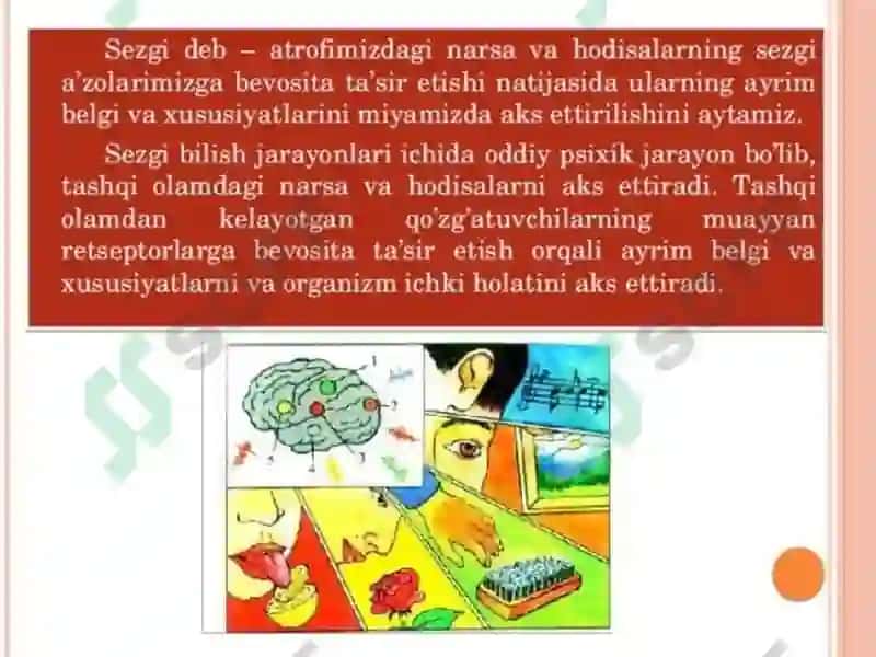 Sezgi haqida tushuncha.Sezgi turlari 4