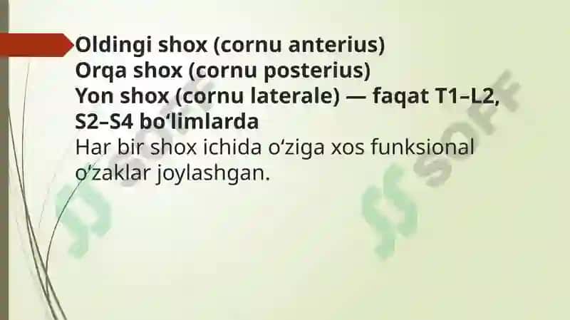 ORQA MIYA O‘ZAKLARINING JOYLASHUVI VA ULARNING AHAMIYATI 4