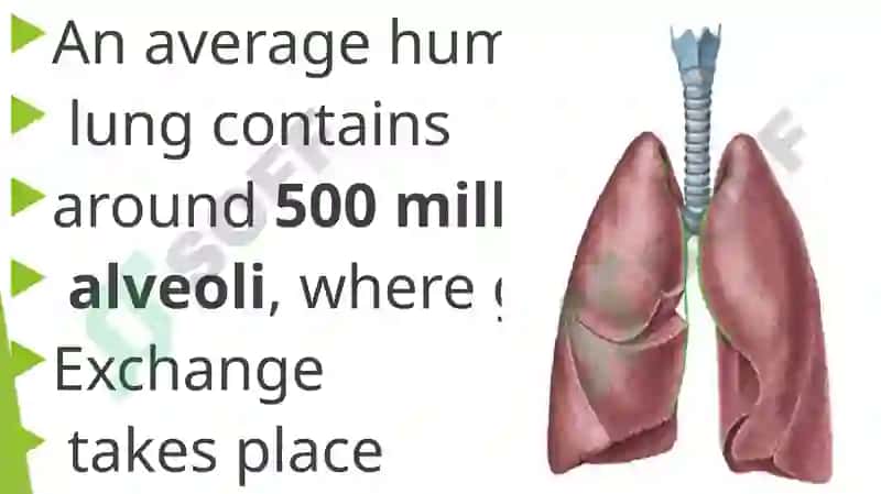 Pulmonary System 4