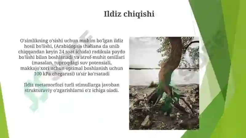 Mikoriza hosil bo'lishi 4