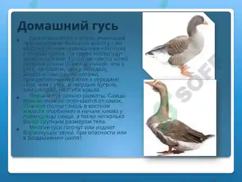 Домашняя утка 4
