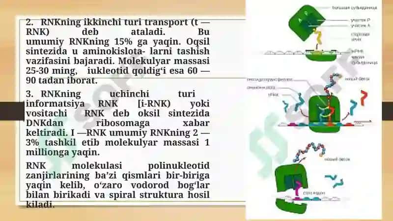 Ribosomaning mexano-kimyoviy xususiyatlari ppt 4