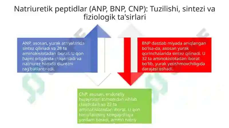 Yurakning endokrin vazifasi 4