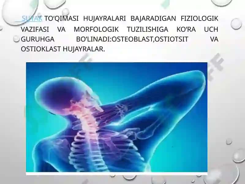 Suyakto’qimasining mineral tarkibi 4