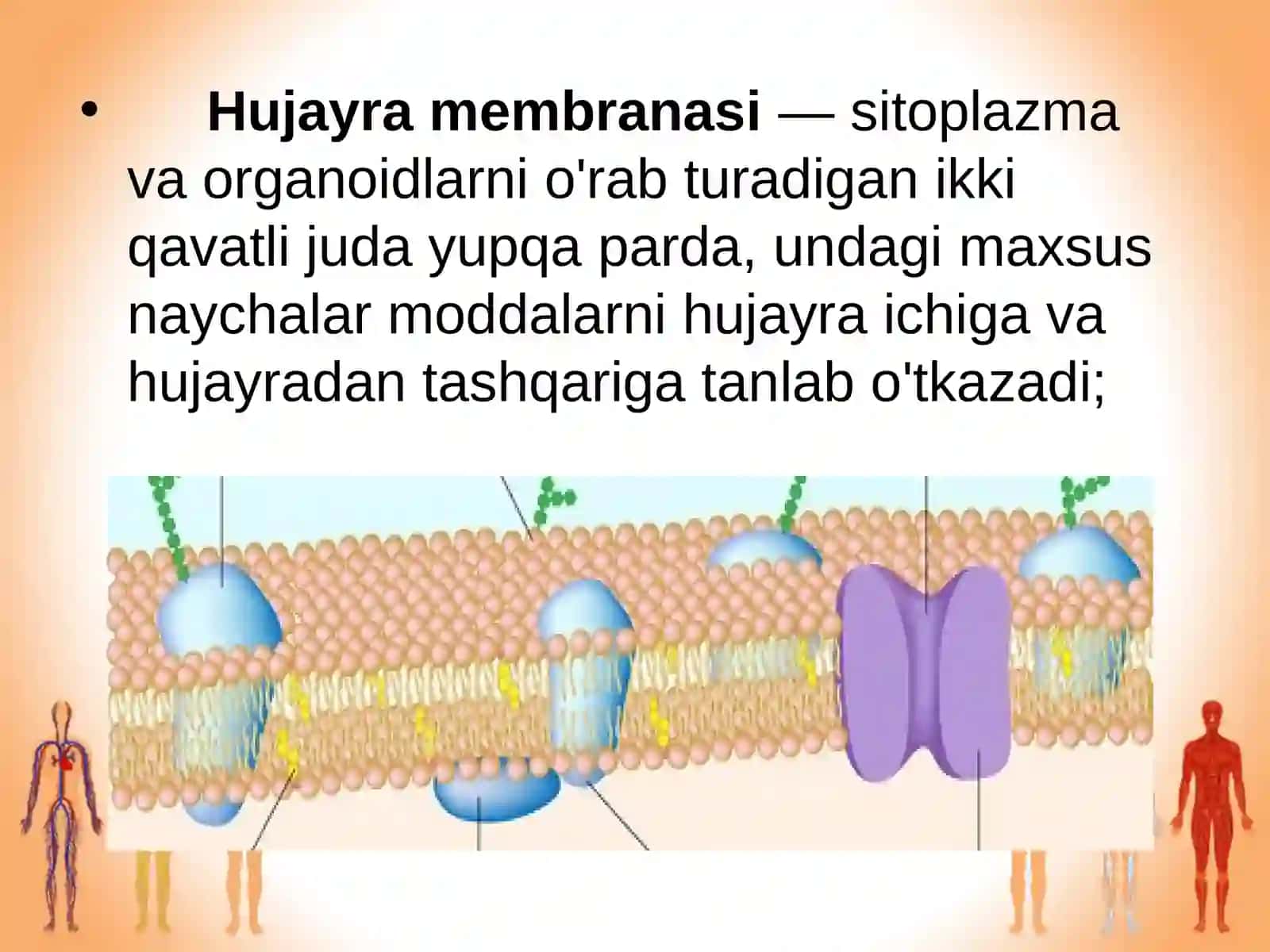 §.Odam organizmining hujayraviy tuzilishi 4