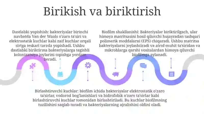 Bakteriyalarning Bioplenkasi 4