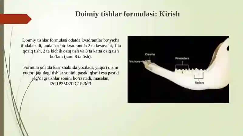 Sut va doimiy tishlarning formulalari 4