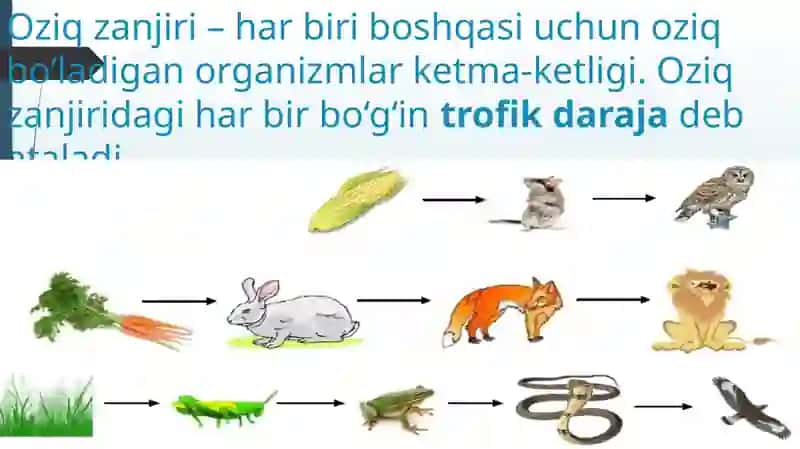 EKOSISTEMALARDA ENERGIYA OQIMI 4