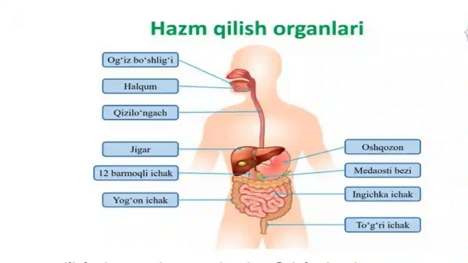 Ovqathazmqilishtizimi.Soʻlakbezlari.Me’da 4