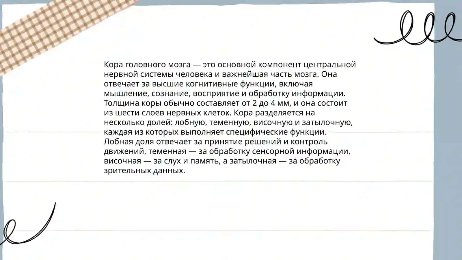 Кора головного мозга 4