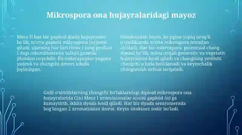 Mikrosporogenez 4