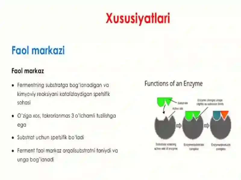 Fermentlarning tuzilishi va xususiyatlari 4