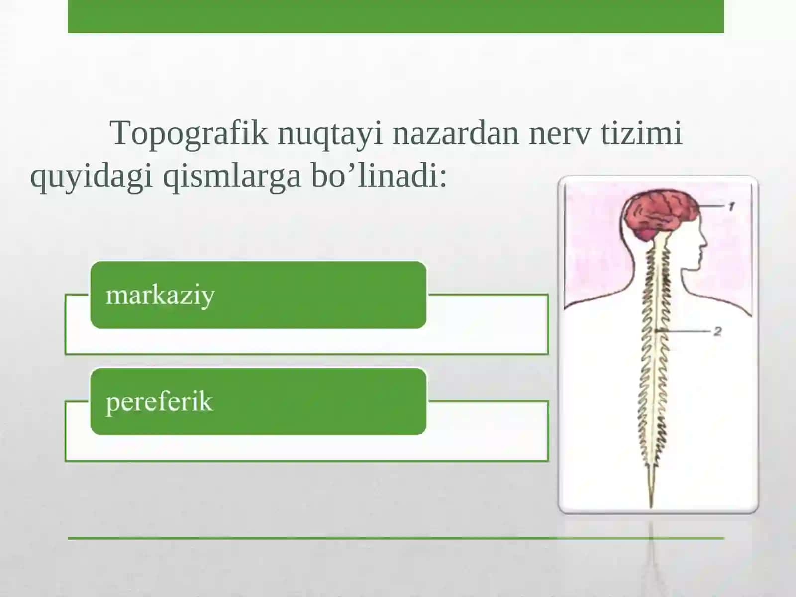 Nerv sistemasi 4