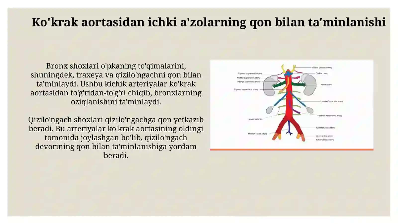 Ko’krak va qorin aortasi: asosiy tarmoqlari, ichki a’zolarni qon bilan ta’minlanishi 4