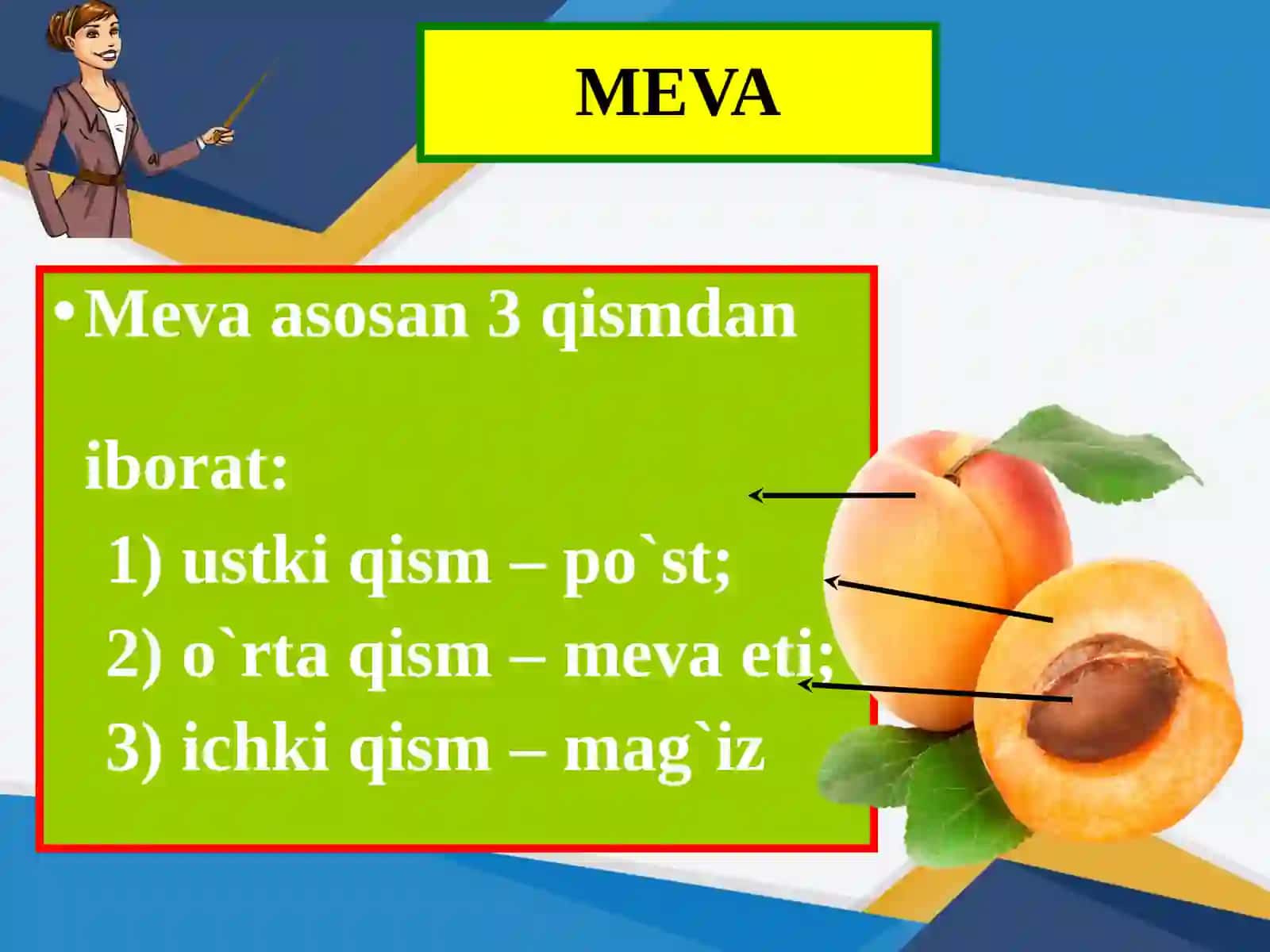 MEVA.MEVALARNING TABIATDAGI VA INSON HAYOTIDAGI AHAMIYATI 4