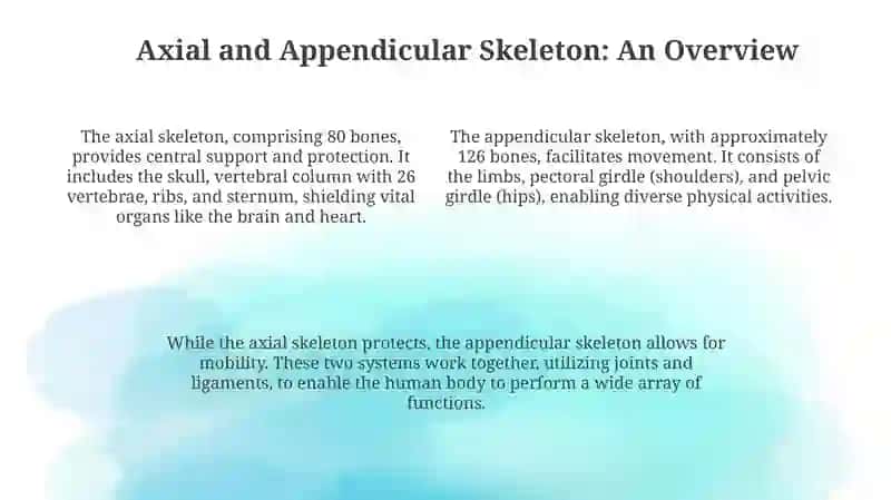 The skeletal system of human being 4