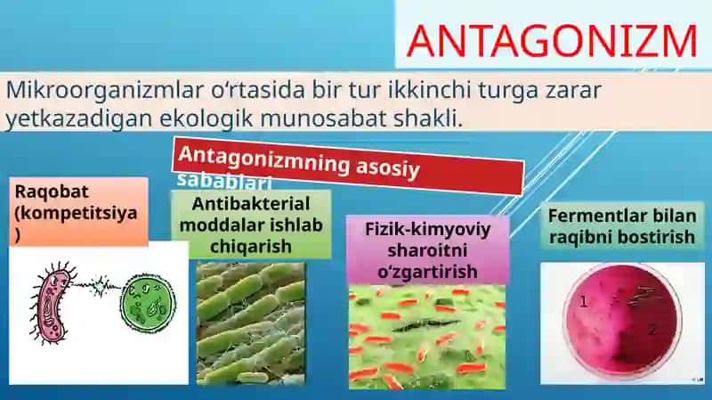 Mikroorganizmlarning o‘zaro va boshqa organizmlar bilan munosabati 4