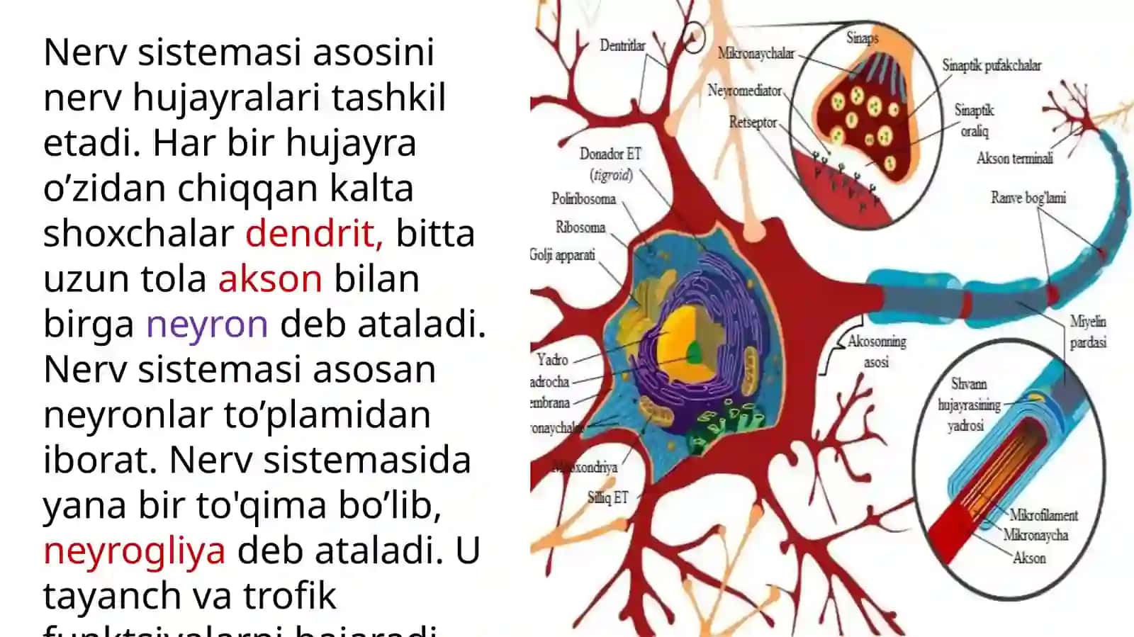 Bosh miya nervlari 4