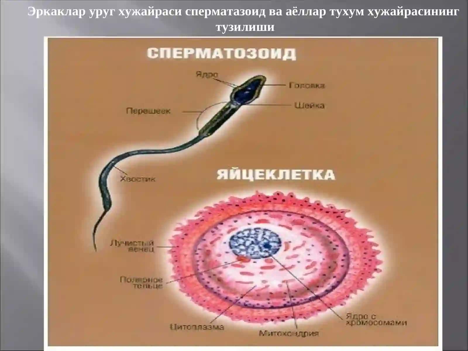 Акушерлик ва гинекология кафедраси 4