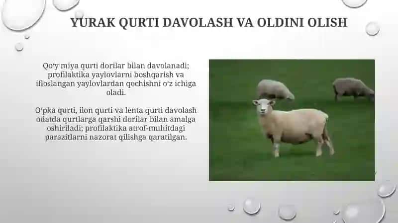 Oʻpka qurti 4