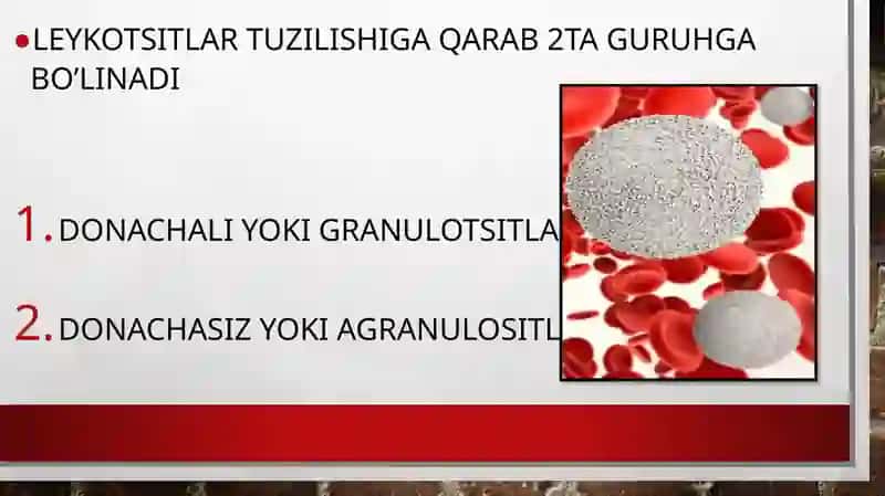 Leykotsitlar 4