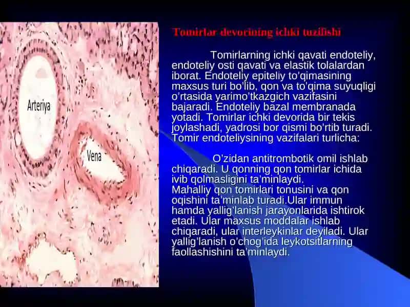Qon tomirlari tuzilishi va limfa tizimi 4