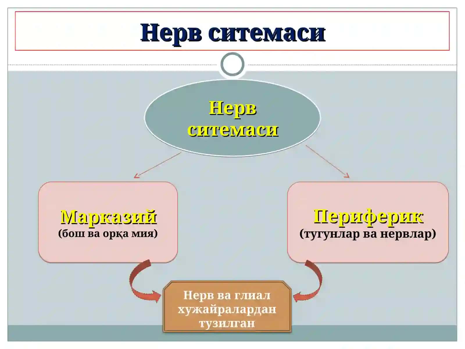 Нерв системасининг ахамияи ва умумий тузилиши 4