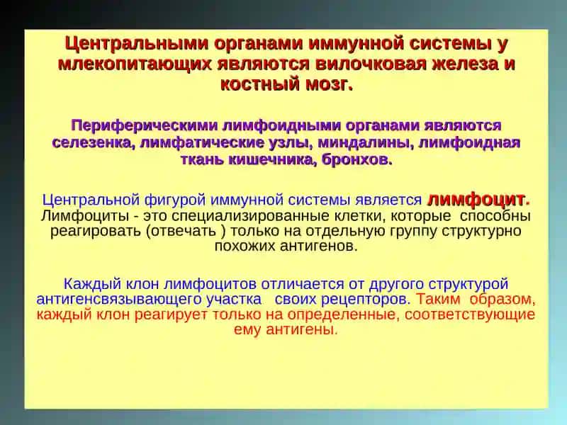 ИММУННАЯ СИСТЕМА ОРГАНИЗМА 4