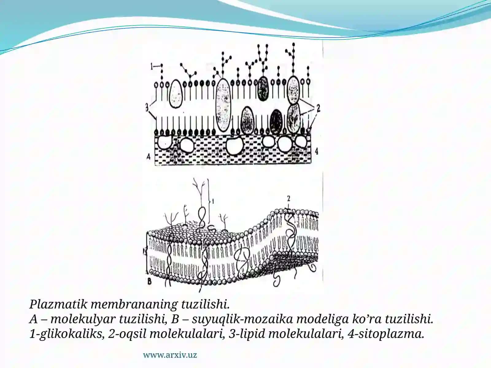 HUJAYRA MEMBRANALARINI TUZILISHI 4